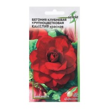 Flowers of Begonia Flowers Brave -Camelia, Krasnaya, 10 pcs