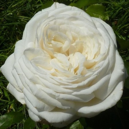 Seedling Rosa Lomonosov, Hybride tea, pot 2 l., Summer 2024