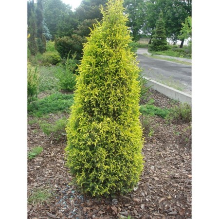 Juniper ordinary "Gold horse", p9, 1pc, h 3-20 cm, spring 2024-2