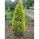 Juniper ordinary "Gold horse", p9, 1pc, h 3-20 cm, spring 2024