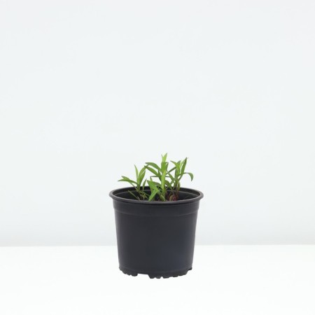 Astra shrub anneke, pot C2, 1 pc, summer 2024-1