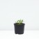 Astra shrub anneke, pot C2, 1 pc, summer 2024