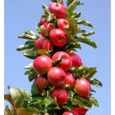 Seedling apple tree colony poetry, pot 9*9*14, summer 2029