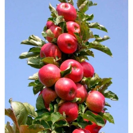 Seedling apple tree colony poetry, pot 9*9*14, summer 2029