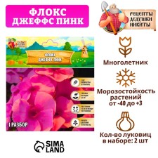 Флокс "Джеффс Пинк" р-р I, 2 шт,