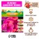 Flox "Jeffs Pink" rr I, 2 pcs,