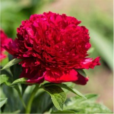 PION DARKEN -flowered Red Charm, pot C3, 1 pc, summer 2024