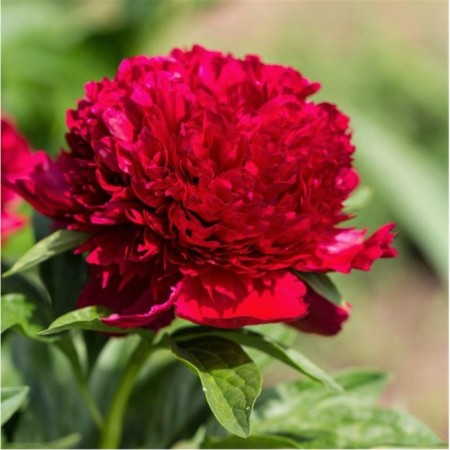 PION DARKEN -flowered Red Charm, pot C3, 1 pc, summer 2024