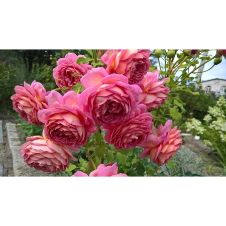 Seedling rose English park "Julia Selebreyshens", tube, 1 pc, spring 2025