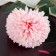 Artificial flowers "chrysanthemum" 9x48 cm, pink
