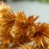 Artificial plant for creativity "spruce balls" 1 bouquet = 6 branches of bronze 14 cm