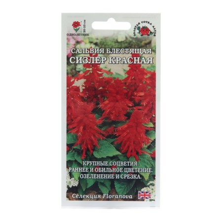 Salvia flowers "Sisler red", 10 pcs