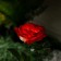 Garden lamp on the sunny battery "Rose Red", 75 cm, 5 LED, glow of white