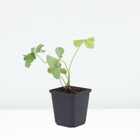 Strawberry Garden Kent, P9 Pot, 1 pc, Summer 2024-1