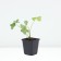 Strawberry Garden Kent, P9 Pot, 1 pc, Summer 2024