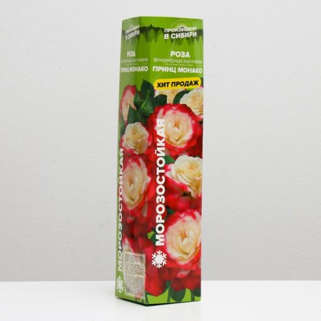 Rosa seedling Prince Monaco, Spring 2024, 1 pc.