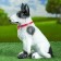 Garden figure "Dog Bulterer" 35x27cm