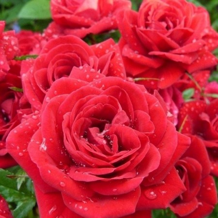 Seedling rose "Red Mikado", tube, spring 2025