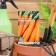 Seed Carrots "Nanta 4" seeds on the tape, 8 m