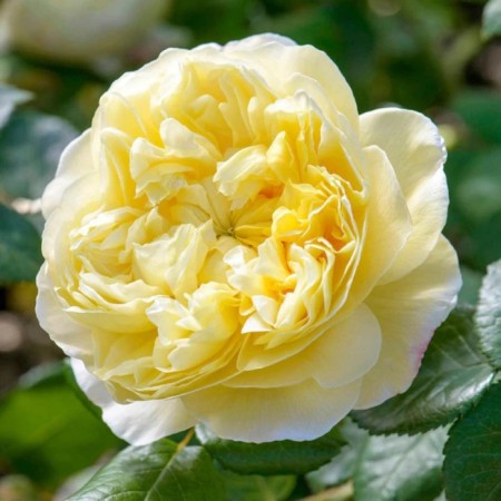 Seedling rose Charles Darwin, English, pot 2 l., Summer 2024