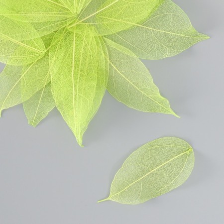 The leaves skeletoned for creativity are "green" set 20 pcs h = 6-6.5 cm-1