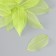 The leaves skeletoned for creativity are "green" set 20 pcs h = 6-6.5 cm