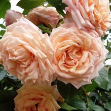Seedling rose 