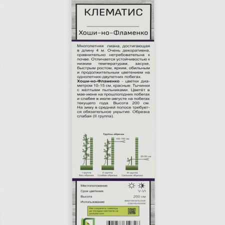 Clematis large-flowered Hoshi-I-Flamenko, 1 pc, tube, spring 2025-1