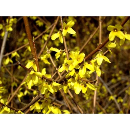 Sahenian Forsytia Ovalic "Tetragold", P9 pot, summer 2024