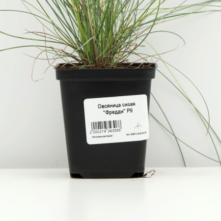 Sizya's oatmeal "Freddy", pot p9, 1 pc, spring 2024-3