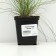 Sizya's oatmeal "Freddy", pot p9, 1 pc, spring 2024