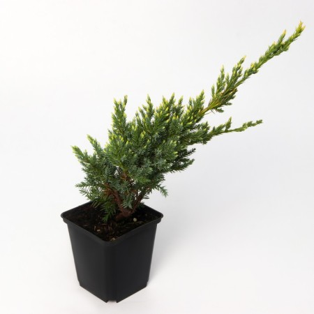 Juniper scaly "Holger", P9, 1pc, h 3-20 cm, summer 2024-2