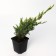 Juniper scaly "Holger", P9, 1pc, h 3-20 cm, summer 2024