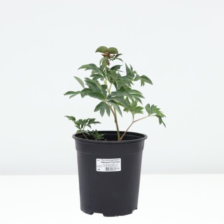 PION Milk Center Officials Rosea captivity, pot C3, 1 pc, summer 2024-2