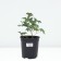 PION Milk Center Officials Rosea captivity, pot C3, 1 pc, summer 2024