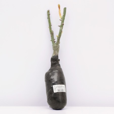 Seedling rose Parkovaya "Likhtkinigan Lucia", tube, 1 pc, spring 2025-2