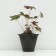 Spit -stained "Atropurpureum", pot C3, 1 pc, Spring 2024