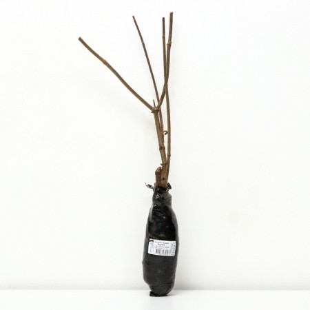 Black Black "Aurea", 1 pc, tube, spring 2024-1