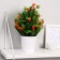 Bonsai in the pot "Tender Calles" 10x29 cm, mix