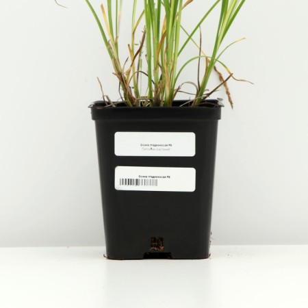 Seduka smooth -oca, pot p9, 1 pc, spring 2024-3