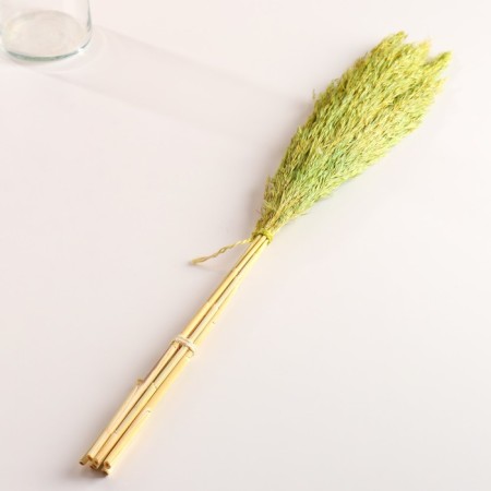 Set of dried flowers "reed", banch length 65 (+/- 6 cm), green-3