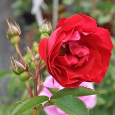 Seedling rose Canadian Park 