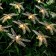 Garland “thread” 4.5 m with nozzles “dragonflies”, dark thread, 30 LED, glow warm white, 2 modes, solar battery