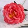 Artificial flowers "Rose Pretty" D-10 cm 55 cm, peach