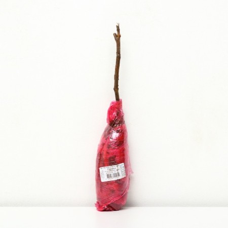 Raspberry Rapshore varieties "Heracles", 1 pc, tube, spring 2025-1