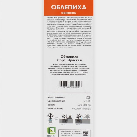 Sea buckthorn "Chui", 1 pc, tube, spring 2025-1