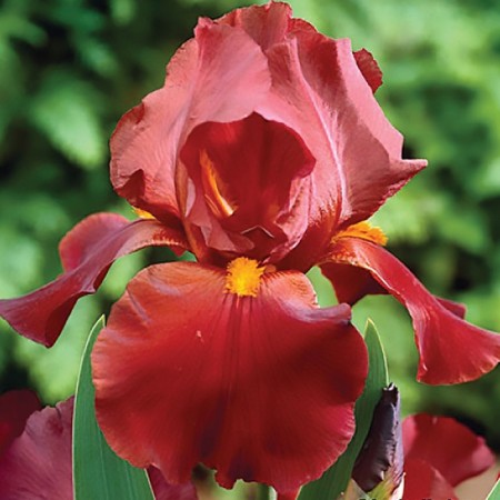 Iris Bearded Sultan Palas, pot C2, 1 pc, summer 2024