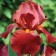 Iris Bearded Sultan Palas, pot C2, 1 pc, summer 2024