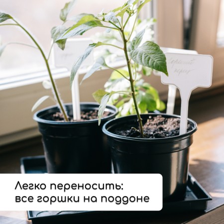 Set for seedlings: glasses of 520 ml (8 pcs), pan 40 × 30 cm, black, Greengo-6