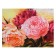 Picture on the canvas "Bouquet Piono" 30x40 cm